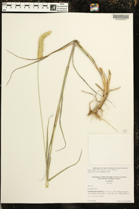 Setaria pumila image