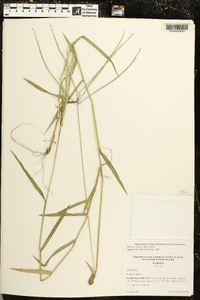 Digitaria ciliaris image