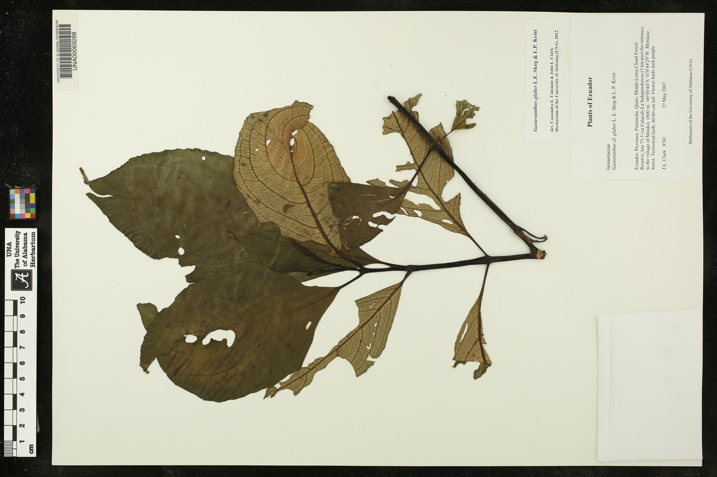 Gasteranthus glaber image