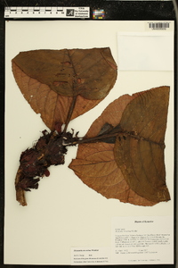 Drymonia urceolata image