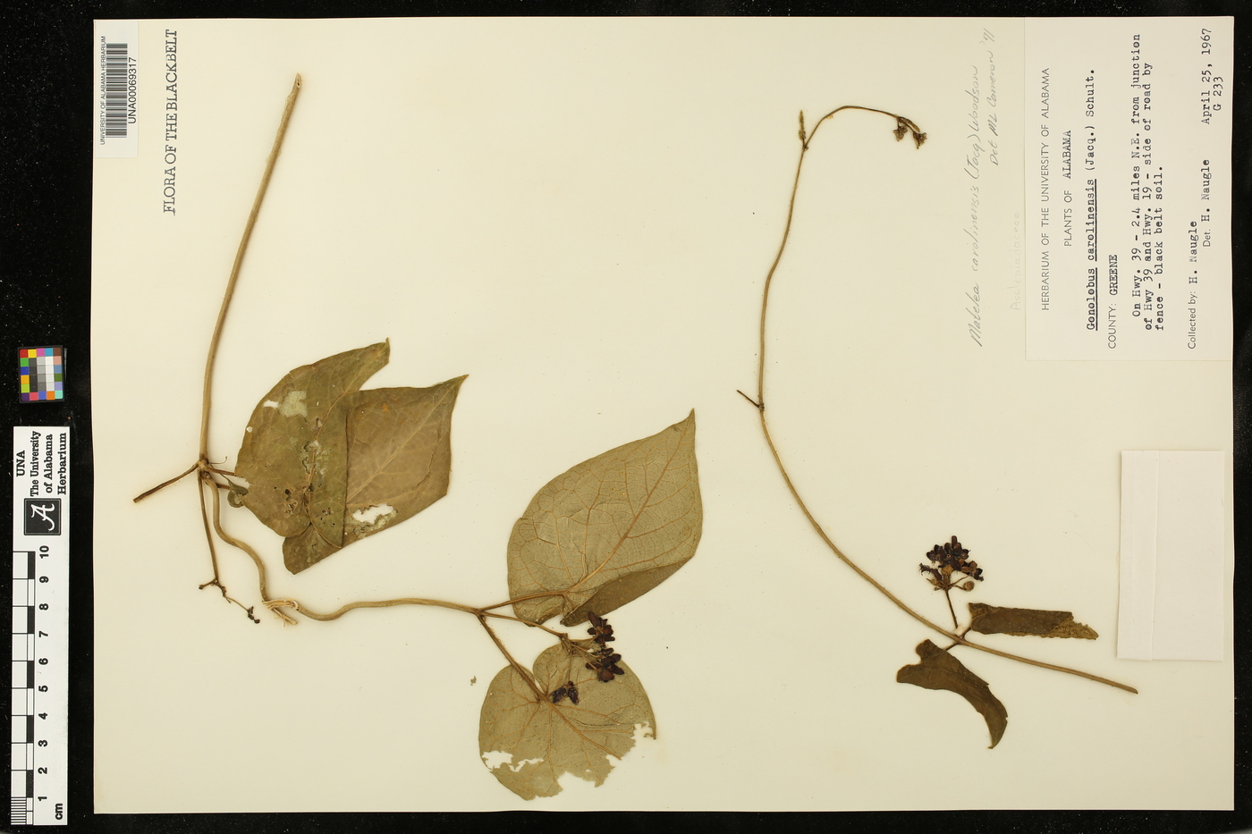 Matelea carolinensis image