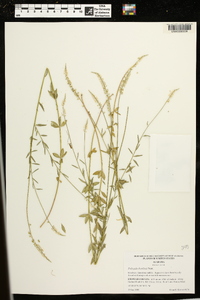 Polygala boykinii image
