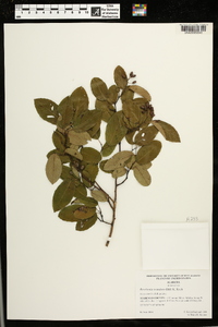 Berchemia scandens image