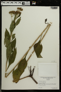Verbesina virginica image