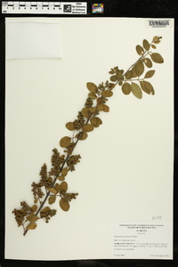 Ligustrum sinense image