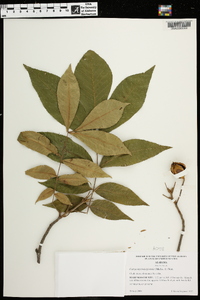 Carya myristiciformis image