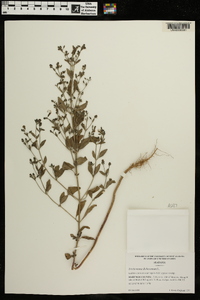 Trichostema dichotomum image