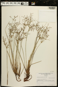 Fimbristylis miliacea image