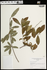 Quercus laurifolia image