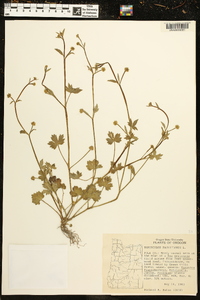 Ranunculus parviflorus image