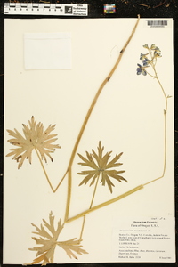 Delphinium menziesii image