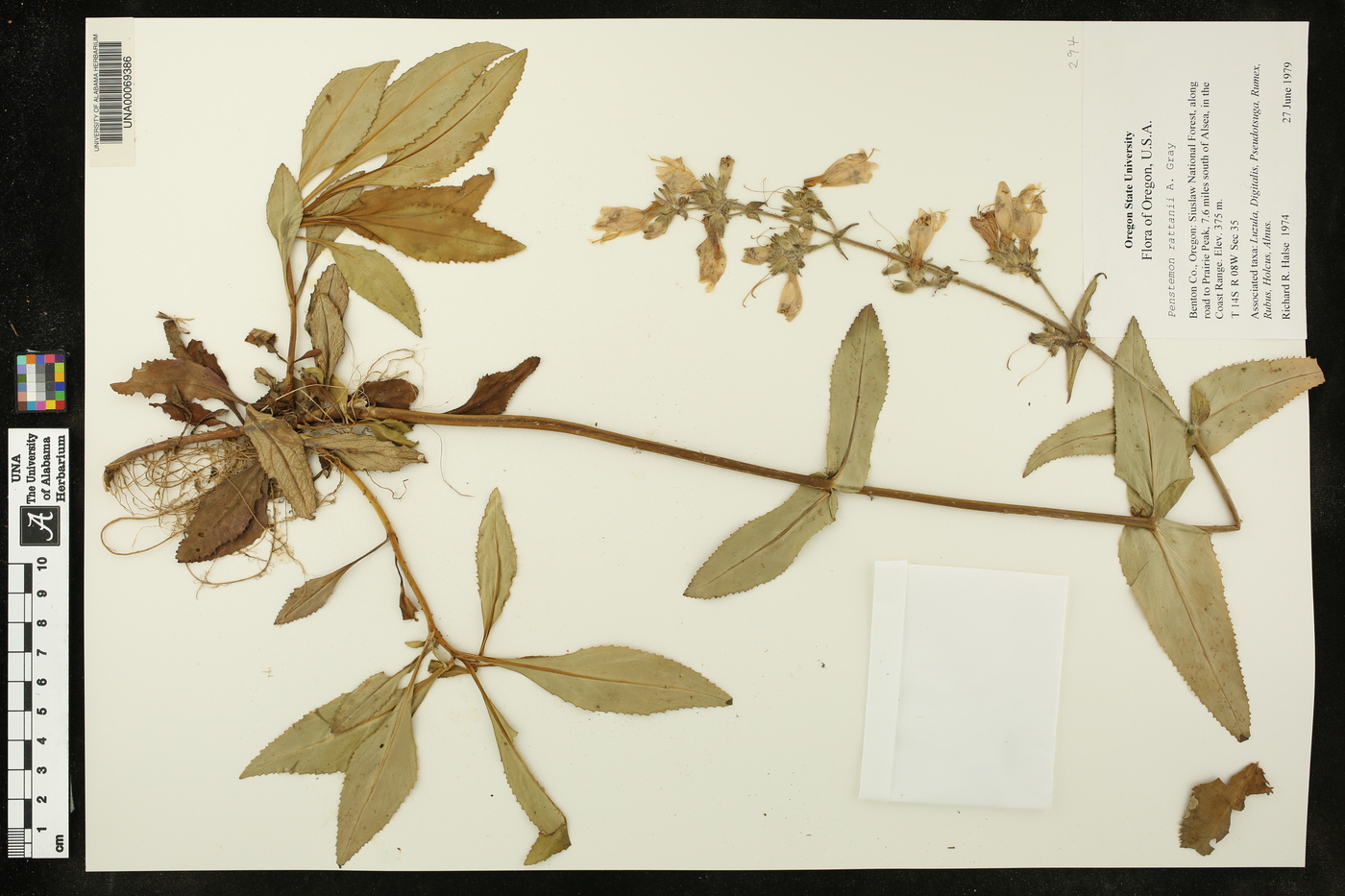 Penstemon rattanii image