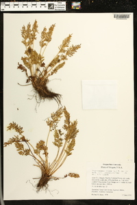 Cryptogramma acrostichoides image