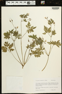 Geranium robertianum image