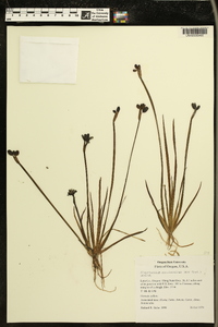 Sisyrinchium californicum image