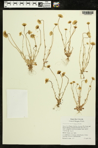 Crocidium multicaule image