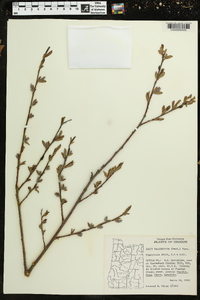 Image of Salix mackenzieana