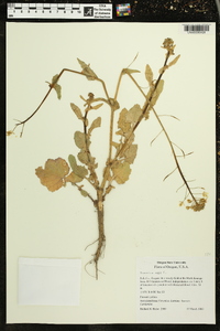 Brassica rapa image