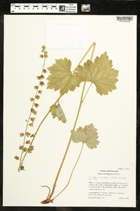 Tellima grandiflora image