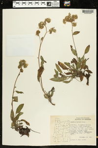 Phacelia hastata image