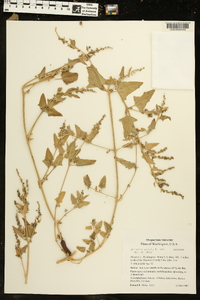 Atriplex patula image