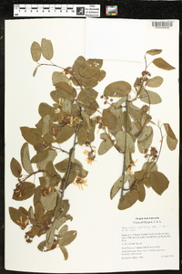 Amelanchier alnifolia image