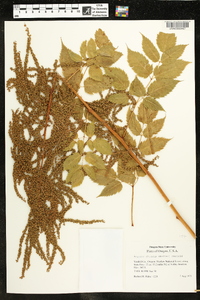 Aruncus dioicus image