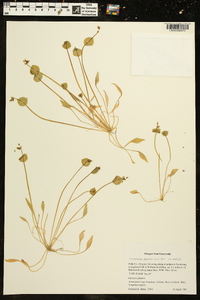 Claytonia perfoliata image