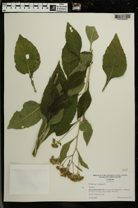 Verbesina virginica image