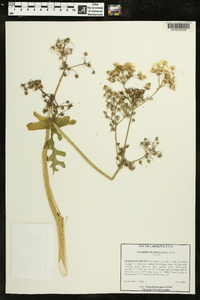 Packera glabella image