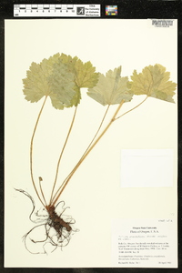 Tellima grandiflora image