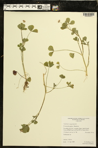 Trifolium resupinatum image