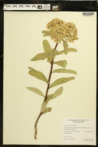 Asclepias viridis image