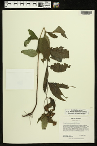 Pycnanthemum incanum image