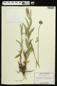 Verbena brasiliensis image