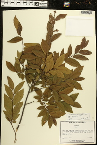 Ulmus alata image