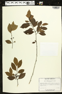 Ilex coriacea image