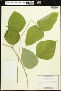 Pueraria montana var. lobata image