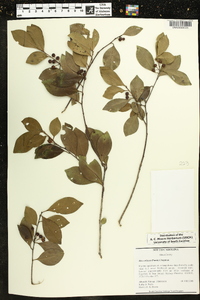 Ilex coriacea image