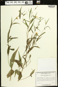 Ludwigia decurrens image