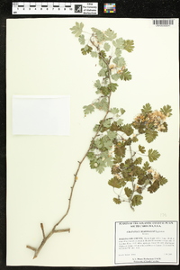 Crataegus marshallii image