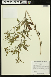 Bidens discoidea image