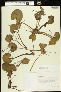 Nymphoides indica image