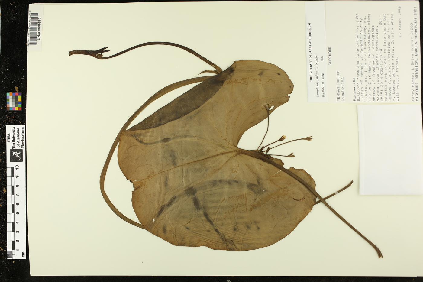 Nymphoides indica image