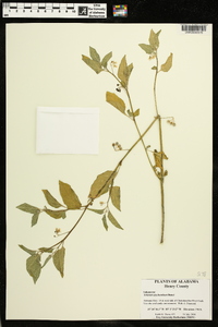 Solanum ptychanthum image