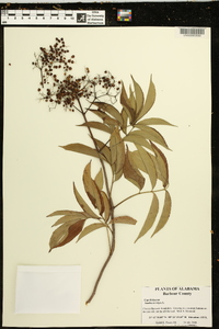 Sambucus nigra image