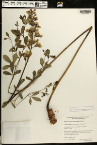 Baptisia alba var. macrophylla image