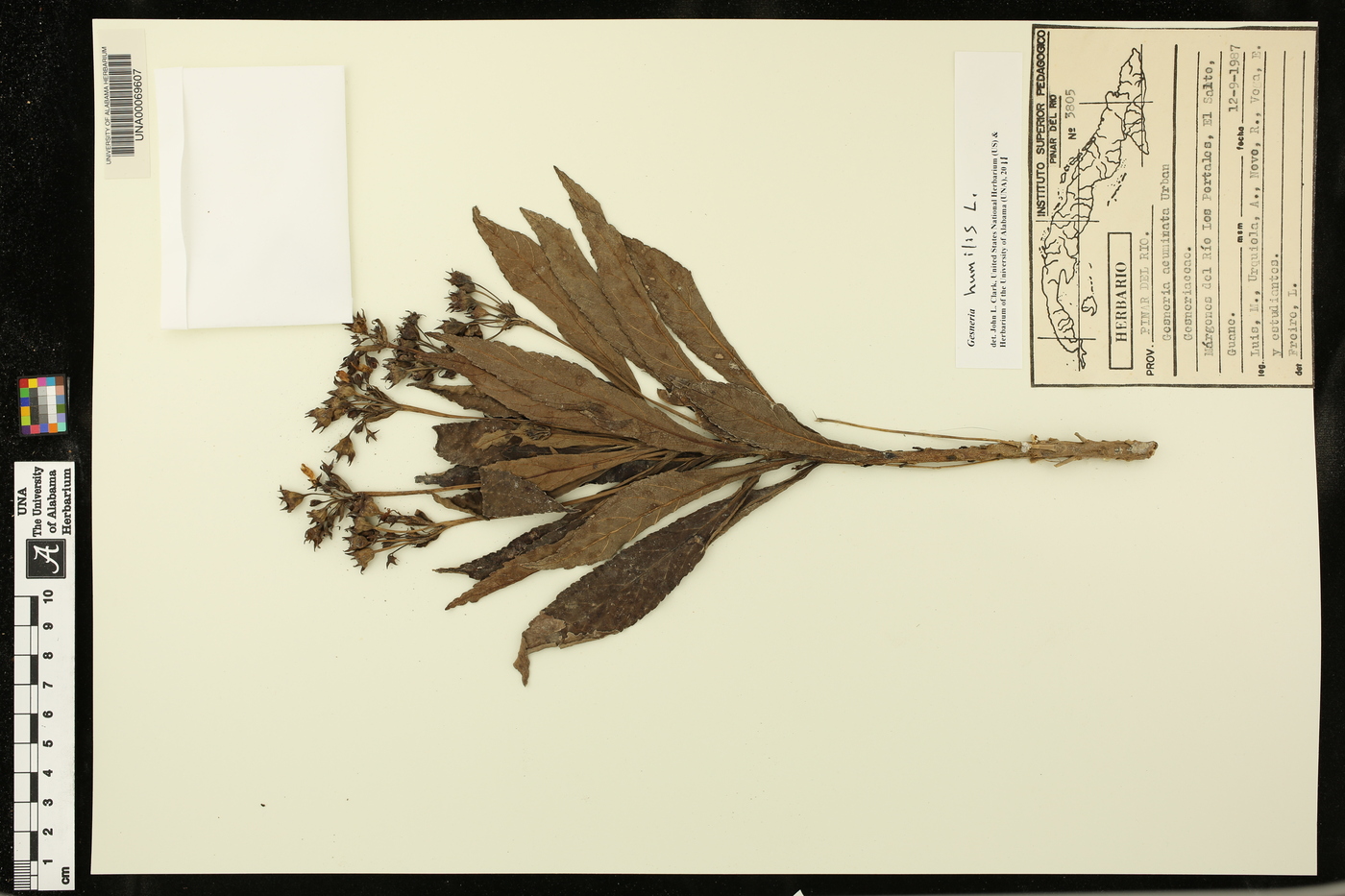 Gesneria humilis image