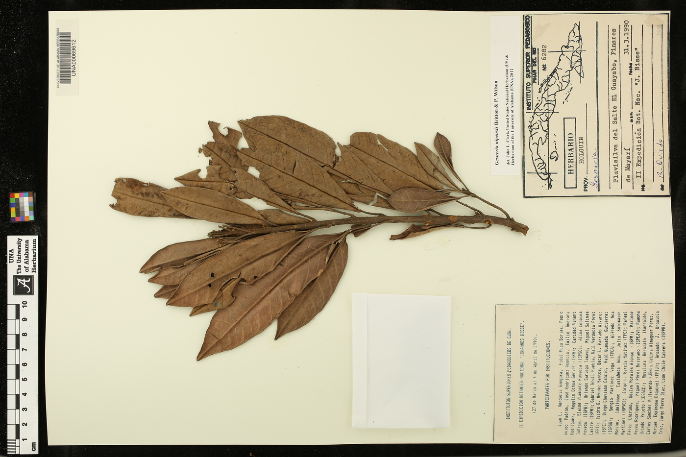 Gesneria duchartreoides image