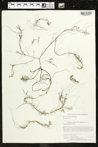 Myriophyllum farwellii image